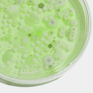 Petri dish showing microbial growth